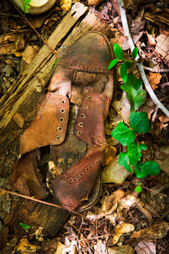 An old leather boot in the ground alongside green vines