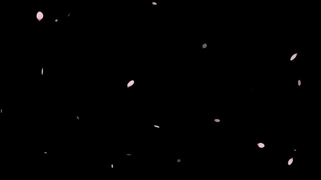 Pink cherry blossom petals falling gracefully on transparent background.
Fall start to end and loop Animation.Easy to use and change color. This work has alpha.Spring animation(4K).