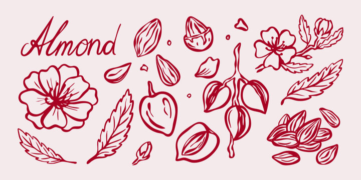 Hand drawn almond collection with almond blossoms, leaves, branches and botanical elements. Elegant sketch nut vector illustration.