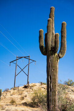 A saguaro cactus in front of a power line tower in the Tucson, Arizona desert