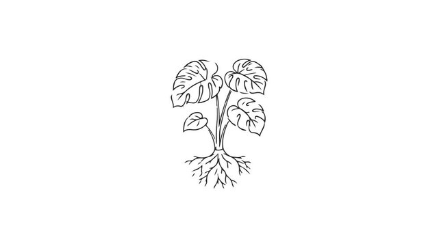 Monstera Plant Line Art Icon with Roots and Leaves