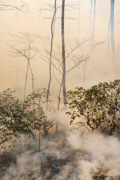 Mountain laurels surrounded by smoke during a controlled burn in the mountains of North Carolina