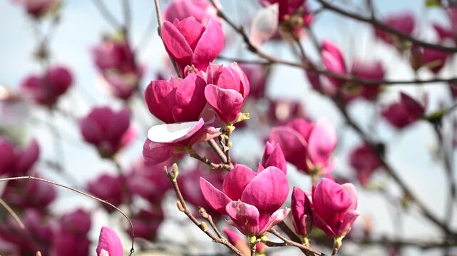 Close-up of blooming pink magnolia flowers in spring sunlight