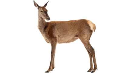 Fototapeten Antilope deer png, deer, isolated, animal, reindeer  PNG on Transparent background  © Muhammad