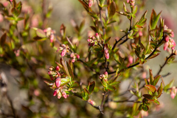 Fototapeta premium Wild Lowbush Blueberry Blossoms Emerging in Spring Sunshine