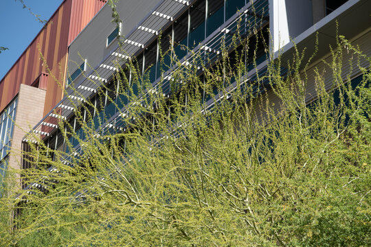 Greening elements and native tree shading on a building Phoenix, Arizona