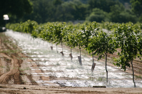 Pecan trees under drip irrigation at a farm in Arizona