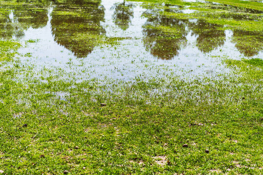 Flood irrigated pasture in Arizona