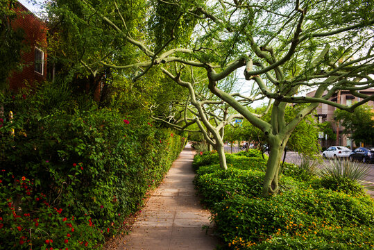 Palo Verde trees lining a sidewalk in the Roosevelt Row district of Phoenix, Arizona