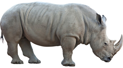 rhino png, rhinoceros PNG on Transparent background © Muhammad