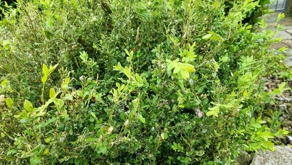 common boxwood disease  © TwilightArtPictures