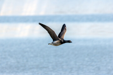 Brent Goose Flying Over the Sea © fluffandshutter