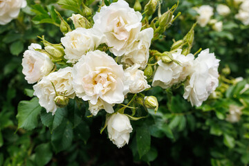 Fototapeta premium Cluster of white shrub roses blooming in landscaped garden