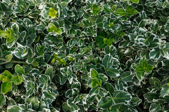 Variegated euonymus foliage background in ornamental garden