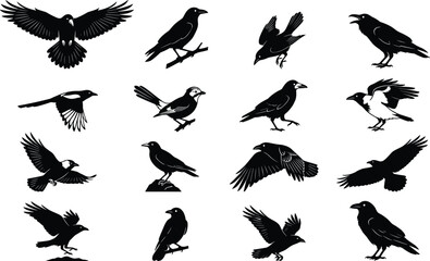 Black Crow and Raven Silhouette Set Featuring Birds Flying Perching on Branches and Calling Isolated on White Background © Mst Shamima