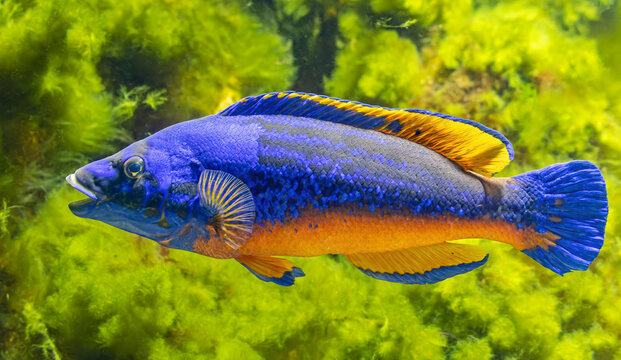 Close-up view of a Cuckoo wrasse (Labrus mixtus)