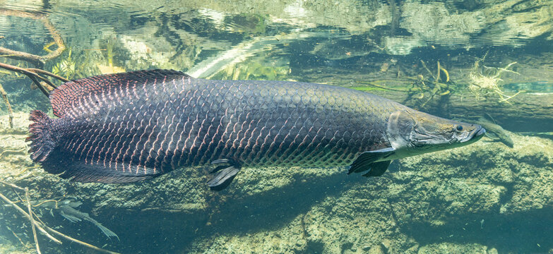 Close-up view of an Arapaima (Arapaima gigas)