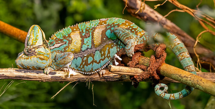 Close-up view of a Veiled chameleon (Chamaeleo calyptratus)