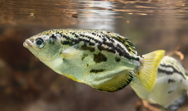 Close-up view of a Clouded Archerfish (Toxotes blythii)