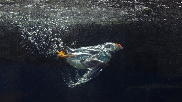 Underwater Close-up view of an diving Atlantic Puffin (Fratercula arctica)
