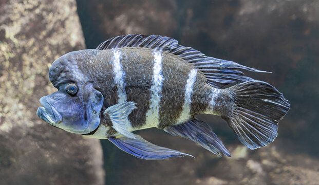 Close-up view of a male Humphead cichlid (Cyphotilapia frontosa)