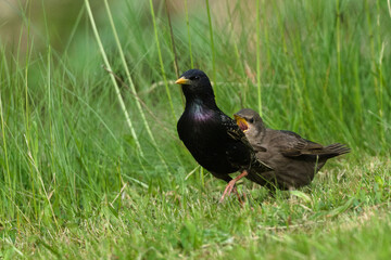 Fototapeta premium Adult common starling with hungry juveniles begging for food on green grass, Sturnus vulgaris. Common bird in Czech republic.
