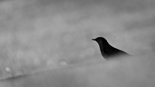 Male common blackbird standing on green grass lawn, Turdus merula. Common bird.