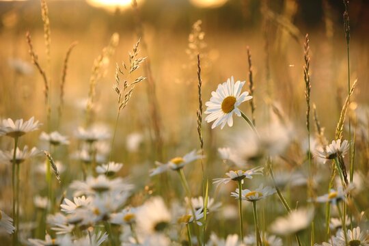 Daisies on a spring meadow at sunset