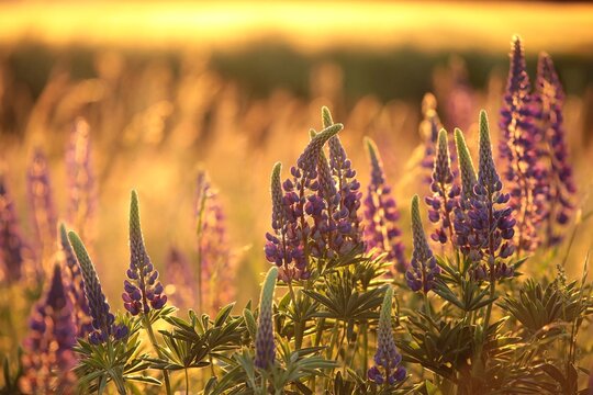 Wild lupine  -  Lupinus perennis  in a meadow during sunset.
