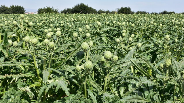 growing of globe artichoke in region of town Cartagena in Spain