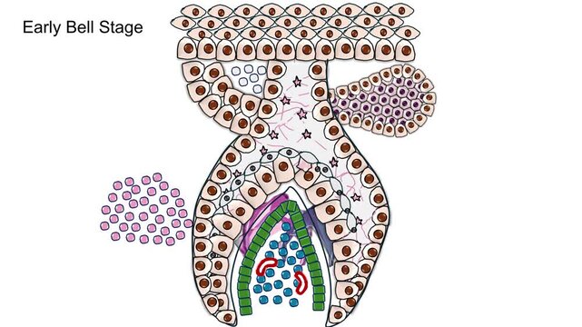 2D dental animation of human tooth development isolated on white background