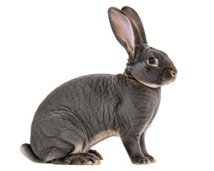 Fototapeta premium Gray rabbit isolated on transparent background, sitting bunny with long ears for pet and farm design