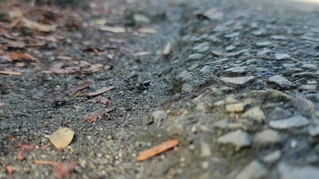 Small yellow spotted millipede walking outdoor on ground.