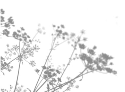 Shadows from the creeping Wheatgrass on a white background. Mockup