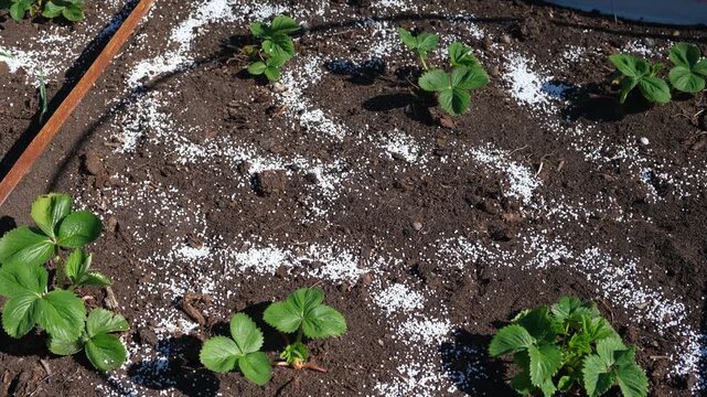 White fertilizer mineral granules scattered around young green strawberry seedlings. Rich topsoil, sunny outdoor. Soil infused fertilizers supports plant development. Garden area, fertilized plants	
