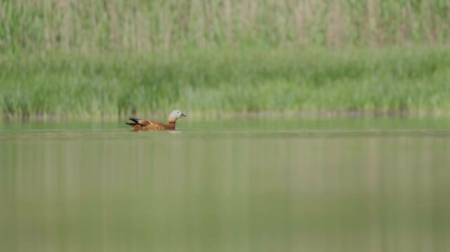 Ruddy Shelduck Crossing Freshwater Lake in Natural Wetland Habitat