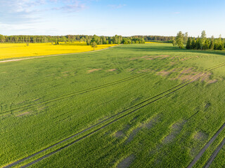 Fototapeta premium Winter frost damage in green winter crop field, aerial drone view of affected agricultural farmland