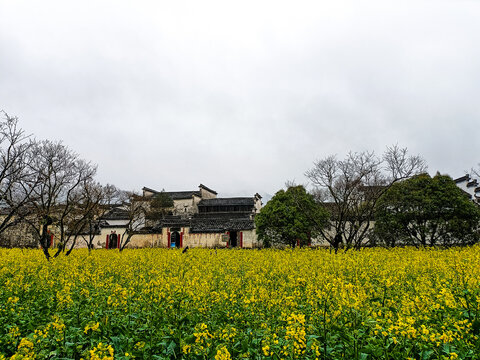 Rapeseed field and traditional houses in Xidi Ancient Town, Anhui