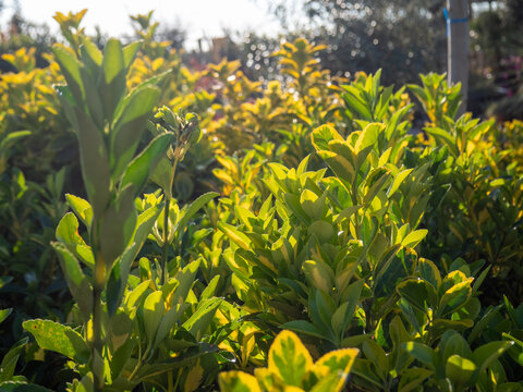 Golden variegated Euonymus japonicus leaves in bright morning sunlight