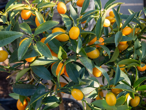 Ripe kumquat fruits growing on a small citrus tree in a pot