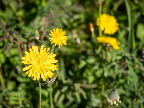 Yellow hawkweed flowers blooming on a green summer meadow