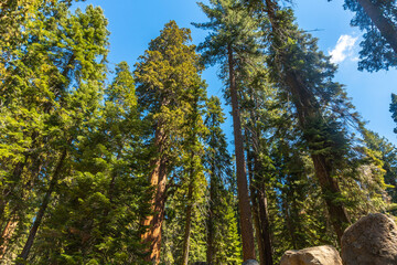 Fototapeta premium Giant sequoia trees reaching blue sky in forest