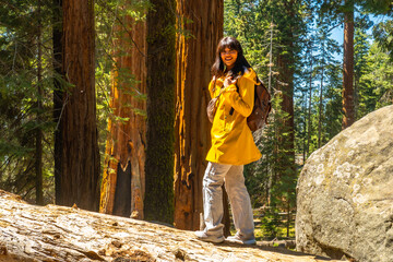 Woman hiking in sequoia national park among giant trees