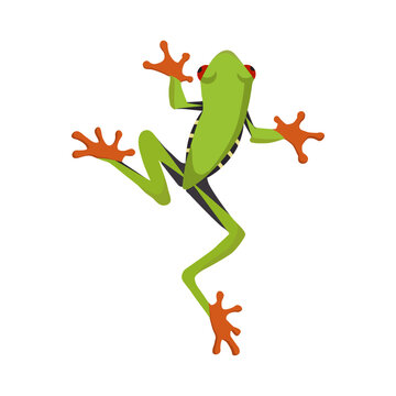 Red-Eyed Tree Frog Illustration