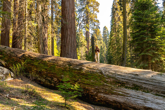 Woman exploring sequoia national park giant sequoia forest