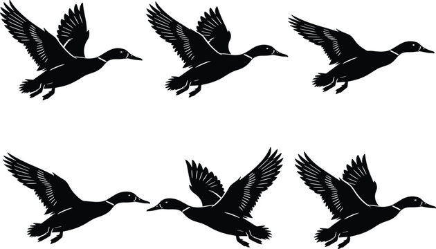 Flying duck silhouette vector collection featuring wild mallards in different flight positions isolated on white background