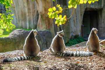 Ring Tailed Lemurs sitting in the sun