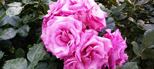 Obraz premium The garden's pink flower, rising in the morning against the dark green, blurred background of the rest of the rose bush, is shown in a selectively focused close-up image.