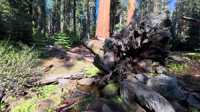 First person perspective of a person hiking on a forest trail in sequoia national park, stopping by a fallen giant tree and looking up at the majestic sequoias reaching for the blue sky