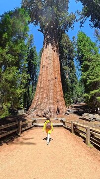 Young tourist woman in a yellow jacket walking on a trail towards the majestic general sherman tree, the world's largest living tree, during a sunny day in sequoia national park, california